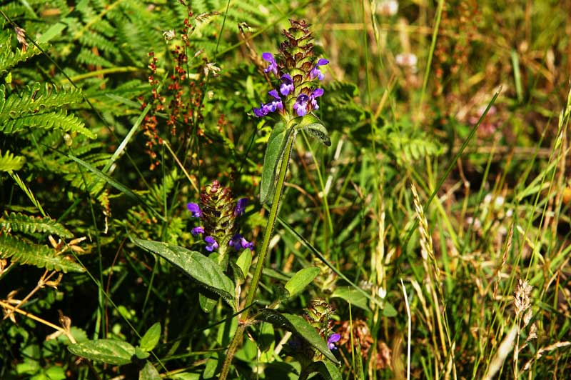 Prunella vulgaris